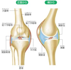 膝関節，基礎知識，構造