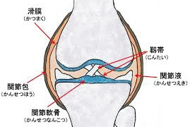 膝の痛み,原因,関節包